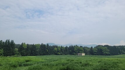 meadow, nature, outdoors, pasture, trees