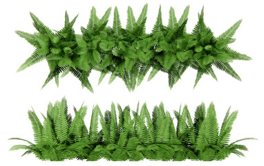 Fern tree tropical plant. Top view reenery grass bush, cut out transparent background
