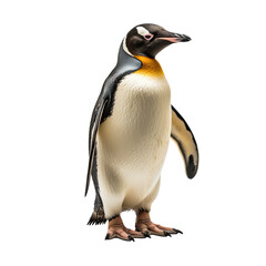 A photo of a penguin, transparent background	