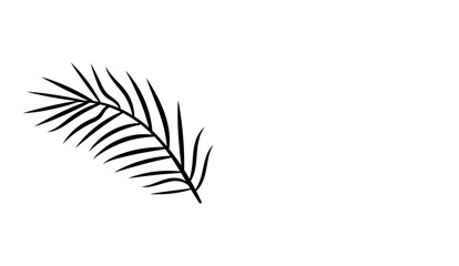 Stylized black and white palm frond silhouette. © Riva