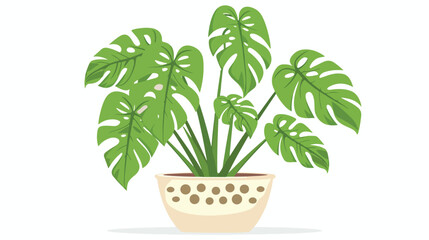 Monstera adansonii potted Swiss plant with cheese l
