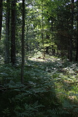 Wild ferns growing in the summer meadow.