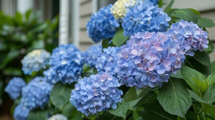 Blue hydrangeas in bloom, great for gardening and outdoor decor themes.