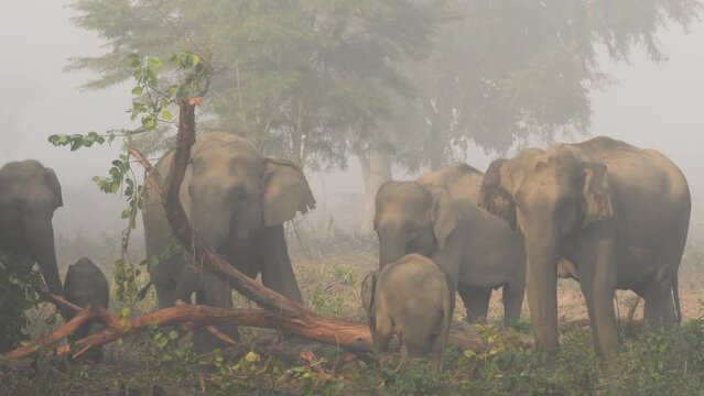 full shot of wild asian elephant or Elephas maximus indicus behavior family herd stripping and eating bark of tree at dhikala zone jim corbett national park forest tiger reserve uttarakhand india asia