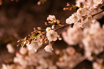 夜桜