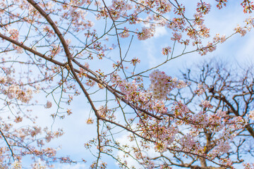 SAKURA