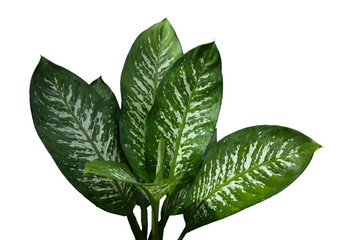 Dieffenbachia seguine, Dumb cane has beautiful pattern of green and white colors big leaves with water drops, in rainy season. Isolated on white background, PNG, transparent.