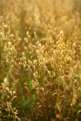 Lato zboże © Kamila