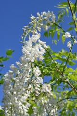 White wisteria flowers. Fabaceae deciduous vine. Flowering period is from April to May.