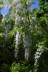 Fototapeta premium White wisteria flowers. Fabaceae deciduous vine. Flowering period is from April to May.