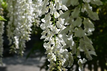 White wisteria flowers. Fabaceae deciduous vine. Flowering period is from April to May.
