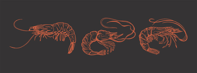 Hand drawn isolated vector set of shrimps and prawns. Shrimps and langoustines on a dark background.. Seafood, food vintage illustration.