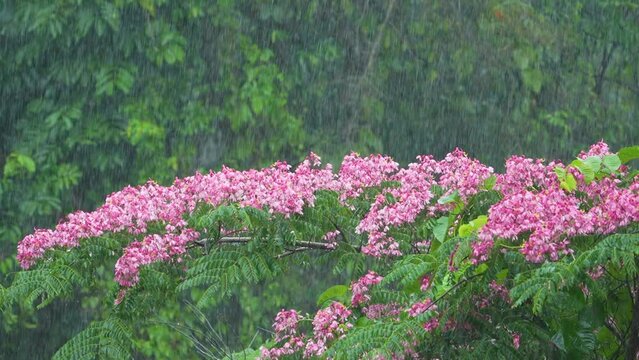 Rain in the forest with pink wild flowers