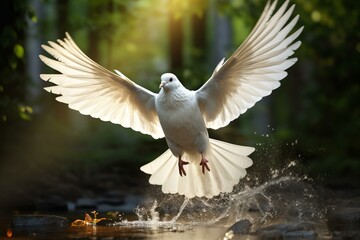 Beautiful white dove spreads its wings mid-flight above a serene water setting, capturing a moment of freedom