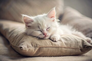 A cute pure white fluffy kitten sleeps on a pillow by the window. The cat is comfortably ensconced...