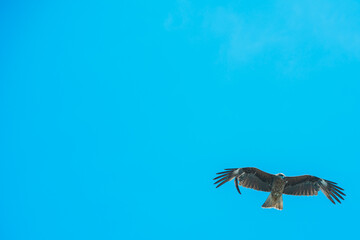 初島の空を飛ぶトンビ
