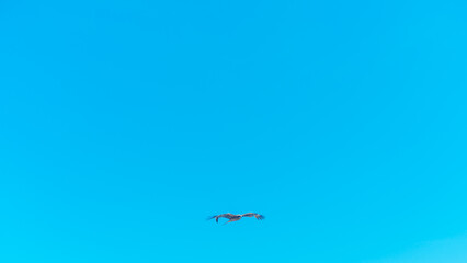 初島の空を飛ぶトンビ