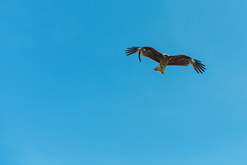 初島の空を飛ぶトンビ