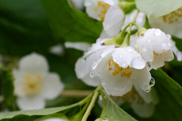 Jasmine flowers blossoming in a garden in sunny day.