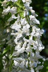 White wisteria flowers. Fabaceae deciduous vine. Flowering period is from April to May.