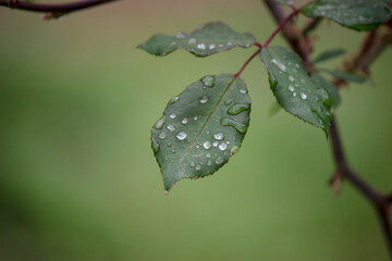 Close-up photo of plants with raindrops on their leaves.