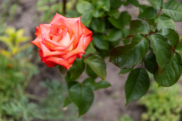Top view of a bud of red rose growing on the flower bed.