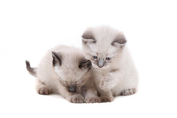 Two cute Siamese kittens playing with each other isolated on a white background.