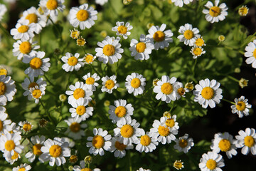 Natural wallpaper, blooming chamomile outside.