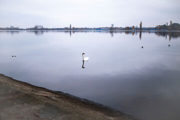 łabędzie na rzece © Kamila