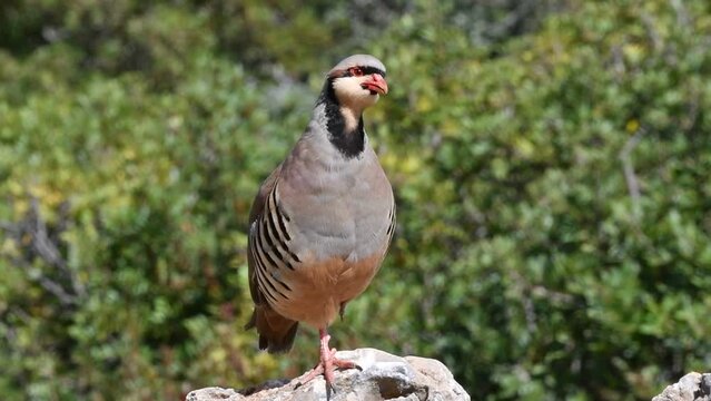 Chukar partridge (Alectoris chukar), Greece
