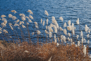 Bullrushes on the edge of a lake.