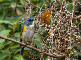 ハゼの実を食べに来たルリビタキの雄