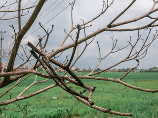 dry branches on the edge of a hot rice field
