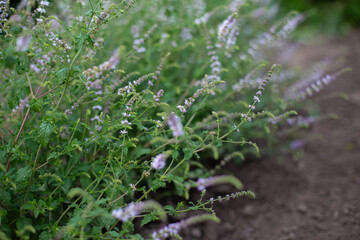 Strawberry mint bush with fine small green leaves in the garden, aromatic fresh organic mint with purple flowers outdoors. Mentha spicata Almira.