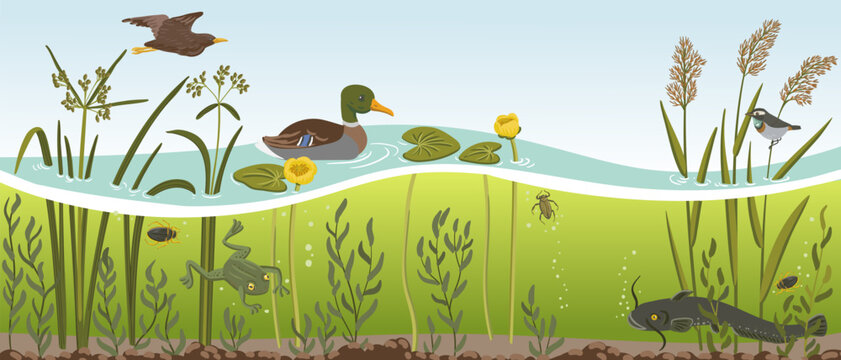 vector drawing river water, plants and duck, wood club-rush, yellow waterlily, wels catfish and birds, underwater life, hand drawn illustration