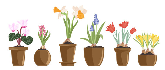 bulbous flowering plants in pots, spring flowers, vector drawing floral elements, hand drawn botanical illustration