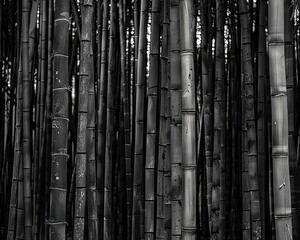 Black and white bamboo forest