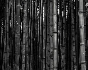 Obraz premium Black and white bamboo forest