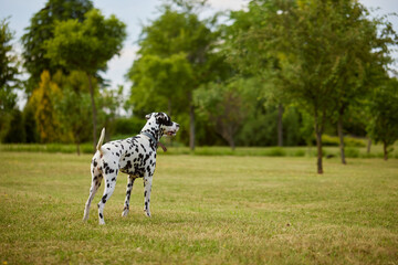 Fototapeta premium portrait of a Dalmatian dog in the park on a sunny day. dog care concept