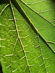 green leaf texture
