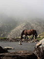 Wild Horse Drinking from Mountain Stream in Misty Weather