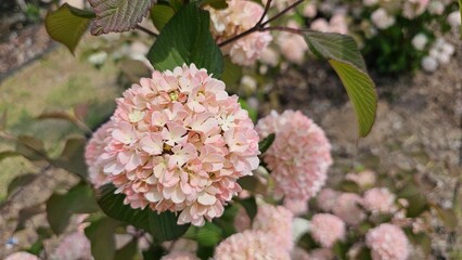 수국 닮은 핑크 오데마리(설구화) 꽃 클로즈업