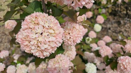 수국 닮은 핑크 오데마리(설구화) 꽃 클로즈업