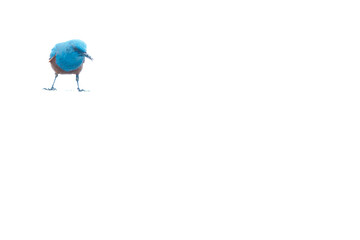 初島にいる幸せの青い鳥