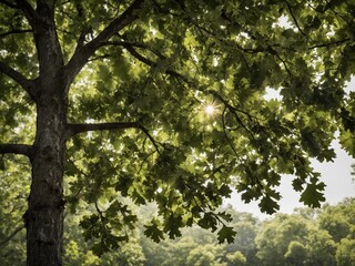 Fototapeta premium Sunlight filters through lush green leaves of large, sturdy tree, casting dappled shadows below. This creates serene, peaceful atmosphere in what verdant park setting.