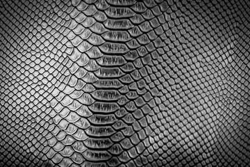 Black snake skin texture pattern can see the surface details.