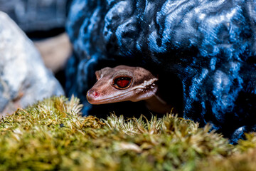 ハイナントカゲモドキ