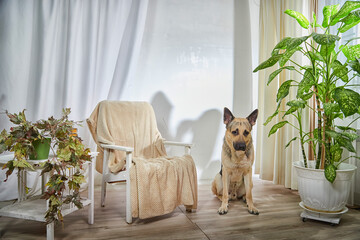 Dog German Shepherd inside of the room in pastel colors with green plants and flowers. Russian...