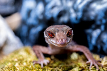 ハイナントカゲモドキ