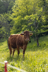 calf, cow, bull, graze in the lush greenery, during a warm sunset. Peaceful environment, rural life, happy animals, relaxing moment, life in the open air. Sustainable farming.